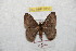  ( - BC-RBP 8858)  @13 [ ] Copyright (2014) Ron Brechlin Research Collection of Ron Brechlin