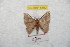  ( - BC-RBP 8862)  @14 [ ] Copyright (2014) Ron Brechlin Research Collection of Ron Brechlin