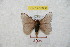  (Hylesia frigida frigchiapasex - BC-RBP 8866)  @13 [ ] Copyright (2014) Ron Brechlin Research Collection of Ron Brechlin
