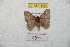  (Hylesia pichinchex - BC-RBP 8869)  @11 [ ] Copyright (2014) Ron Brechlin Research Collection of Ron Brechlin