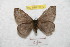  ( - BC-RBP 8873)  @13 [ ] Copyright (2014) Ron Brechlin Research Collection of Ron Brechlin