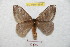  (Hylesia paupseptentridex - BC-RBP 8887)  @14 [ ] Copyright (2014) Ron Brechlin Research Collection of Ron Brechlin