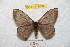  (Hylesia canandex - BC-RBP 8894)  @14 [ ] Copyright (2014) Ron Brechlin Research Collection of Ron Brechlin