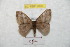  ( - BC-RBP 8896)  @14 [ ] Copyright (2014) Ron Brechlin Research Collection of Ron Brechlin