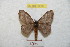  ( - BC-RBP 8897)  @12 [ ] Copyright (2014) Ron Brechlin Research Collection of Ron Brechlin
