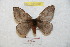  (Hylesia tapareba tapoccidentex - BC-RBP 8907)  @13 [ ] Copyright (2014) Ron Brechlin Research Collection of Ron Brechlin