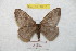  (Hylesia limonex - BC-RBP 8910)  @14 [ ] Copyright (2014) Ron Brechlin Research Collection of Ron Brechlin