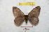  ( - BC-RBP 8915)  @14 [ ] Copyright (2014) Ron Brechlin Research Collection of Ron Brechlin