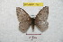  (Hylesia suninex - BC-RBP 8923)  @13 [ ] Copyright (2014) Ron Brechlin Research Collection of Ron Brechlin
