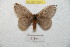  ( - BC-RBP 8925)  @13 [ ] Copyright (2014) Ron Brechlin Research Collection of Ron Brechlin