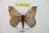  ( - BC-RBP 8929)  @13 [ ] Copyright (2014) Ron Brechlin Research Collection of Ron Brechlin