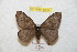  (Hylesia leilex - BC-RBP 8935)  @14 [ ] Copyright (2014) Ron Brechlin Research Collection of Ron Brechlin