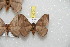 ( - BC-RBP 8729)  @12 [ ] Copyright (2014) Ron Brechlin Research Collection of Ron Brechlin