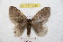  ( - BC-RBP 8939)  @13 [ ] Copyright (2015) Ron Brechlin Research Collection of Ron Brechlin