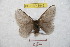  ( - BC-RBP 8943)  @13 [ ] Copyright (2015) Ron Brechlin Research Collection of Ron Brechlin