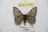  ( - BC-RBP 8950)  @12 [ ] Copyright (2015) Ron Brechlin Research Collection of Ron Brechlin