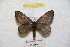  (Hylesia subbahiana - BC-RBP 8954)  @14 [ ] Copyright (2015) Ron Brechlin Research Collection of Ron Brechlin