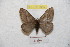  ( - BC-RBP 8955)  @12 [ ] Copyright (2015) Ron Brechlin Research Collection of Ron Brechlin