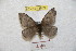  ( - BC-RBP 8959)  @13 [ ] Copyright (2015) Ron Brechlin Research Collection of Ron Brechlin