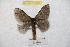  (Hylesia falcbahiex - BC-RBP 8962)  @13 [ ] Copyright (2015) Ron Brechlin Research Collection of Ron Brechlin