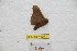  ( - BC-RBP 8977)  @13 [ ] Copyright (2015) Ron Brechlin Research Collection of Ron Brechlin