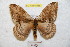  (Molippa nibasa - BC-RBP 8986)  @14 [ ] Copyright (2015) Ron Brechlin Research Collection of Ron Brechlin