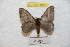  ( - BC-RBP 8989)  @13 [ ] Copyright (2015) Ron Brechlin Research Collection of Ron Brechlin
