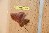  ( - BC-RBP 9000)  @12 [ ] Copyright (2015) Ron Brechlin Research Collection of Ron Brechlin