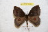  (Gamelia abas - BC-RBP 9014)  @14 [ ] Copyright (2015) Ron Brechlin Research Collection of Ron Brechlin