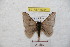  (Hylesia andmeridex - BC-RBP 9024)  @14 [ ] Copyright (2015) Ron Brechlin Research Collection of Ron Brechlin
