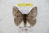  ( - BC-RBP 9025)  @13 [ ] Copyright (2015) Ron Brechlin Research Collection of Ron Brechlin