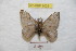  (Hylesia mincex meridex - BC-RBP 9029)  @13 [ ] Copyright (2015) Ron Brechlin Research Collection of Ron Brechlin