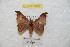  ( - BC-RBP 9030)  @13 [ ] Copyright (2015) Ron Brechlin Research Collection of Ron Brechlin