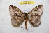  ( - BC-RBP 9031)  @13 [ ] Copyright (2015) Ron Brechlin Research Collection of Ron Brechlin