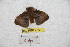  (Hylesia frederici - BC-RBP 9038)  @13 [ ] Copyright (2015) Ron Brechlin Research Collection of Ron Brechlin