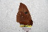  ( - BC-RBP 9056)  @12 [ ] Copyright (2015) Ron Brechlin Research Collection of Ron Brechlin
