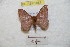  ( - BC-RBP 9067)  @13 [ ] Copyright (2015) Ron Brechlin Research Collection of Ron Brechlin