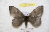  (Hylesia athlia - BC-RBP 9070)  @14 [ ] Copyright (2015) Ron Brechlin Research Collection of Ron Brechlin
