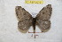  (Hylesia compandex - BC-RBP 9075)  @14 [ ] Copyright (2015) Ron Brechlin Research Collection of Ron Brechlin