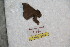  ( - BC-RBP 9103)  @12 [ ] Copyright (2015) Ron Brechlin Research Collection of Ron Brechlin
