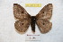  (Hidripa albipellis - BC-RBP 9152)  @13 [ ] Copyright (2015) Ron Brechlin Research Collection of Ron Brechlin