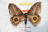  ( - BC-RBP 9169)  @15 [ ] Copyright (2015) Ron Brechlin Research Collection of Ron Brechlin
