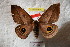  ( - BC-RBP 9170)  @14 [ ] Copyright (2015) Ron Brechlin Research Collection of Ron Brechlin