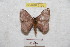  (Hylesia magdalenex - BC-RBP 9190)  @14 [ ] Copyright (2015) Ron Brechlin Research Collection of Ron Brechlin