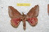  ( - BC-RBP 10958)  @11 [ ] Copyright (2018) Ron Brechlin Research Collection of Ron Brechlin