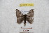  ( - BC-RBP 9209)  @14 [ ] Copyright (2015) Ron Brechlin Research Collection of Ron Brechlin