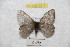  ( - BC-RBP 9215)  @14 [ ] Copyright (2015) Ron Brechlin Research Collection of Ron Brechlin