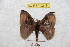  (Hylesia praednapoana - BC-RBP 9216)  @14 [ ] Copyright (2015) Ron Brechlin Research Collection of Ron Brechlin