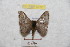  (Hylesia yarumalex - BC-RBP 9217)  @13 [ ] Copyright (2015) Ron Brechlin Research Collection of Ron Brechlin