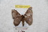  (Hylesia garrochex - BC-RBP 9218)  @14 [ ] Copyright (2015) Ron Brechlin Research Collection of Ron Brechlin